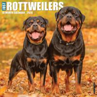 Rottweiler Kalender 2026