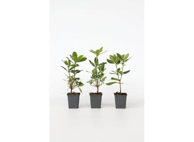 Rhododendron 'Cunningham White' - set van 3