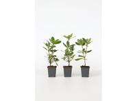 Rhododendron 'Cunningham White' - set van 3