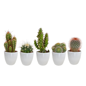 Cactus mix 5.5 cm - 5x - in witte pot