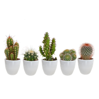 Cactus mix 5.5 cm - 5x - in witte pot