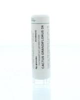 Homeoden Heel Cactus grandiflorus D6 6 Gram