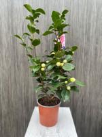 Camelia Japonica - Oosterik home
