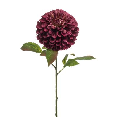 Dahlia pompom