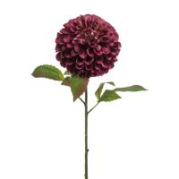 Dahlia pompom