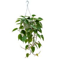Philodendron scandens S hangplant - thumbnail