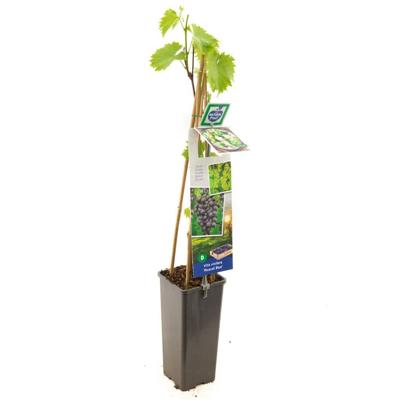 Blauwe druif Vitis Muscat Bleu