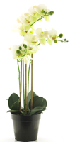 (Best) RT Phalaenopsis Bora x3 in pot 60cm white - Nova Nature