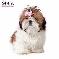 Shih Tzu Modern Kalender 2026 Shih Tzu Modern Kalender 2026