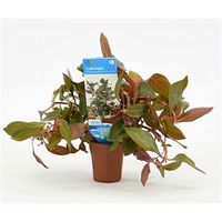 Ludwigia repens rubin - Diamond Red - 10 stuks - aquarium plant