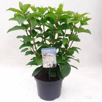 Hydrangea Paniculata "Silver Dollar" pluimhortensia - 80-90 cm - 1 stuks