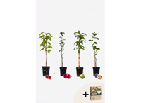 4 Winterharde fruitbomen: Kers, Pruim, Appel en Peer