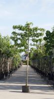 Amberboom als leiboom Liquidambar styraciflua h 320 cm st. omtrek 10 cm st. h 200 cm - Warentuin Natuurlijk - thumbnail