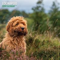 Cockapoo Kalender 2026