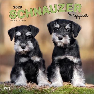 Schnauzer Puppies Kalender 2026