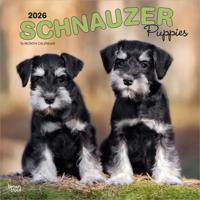 Schnauzer Puppies Kalender 2026