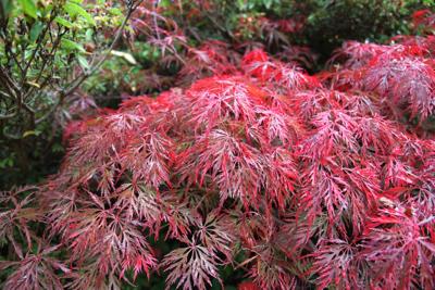 Japanse esdoorn op stam