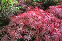Japanse esdoorn op stam