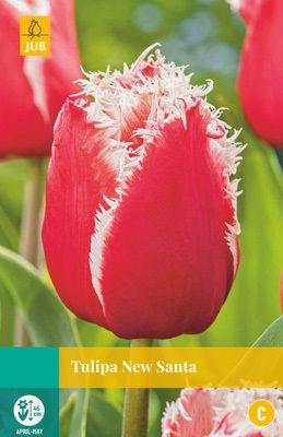 Tulipa New Santa - Jub