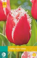 Tulipa New Santa - Jub