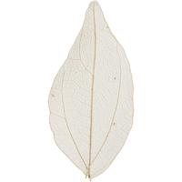 Creativ Company Skeleton leaves , l: 4,5-8 cm, naturel, 20 stuk/ 1 doos