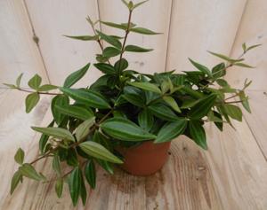 2 stuks! Peperomia angulata licht groen - Warentuin natuurlijk