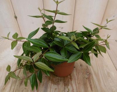 2 stuks! Peperomia angulata licht groen - Warentuin natuurlijk