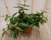 2 stuks! Peperomia angulata licht groen - Warentuin natuurlijk