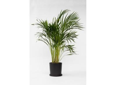 XL Areca Goudpalm - 90-100 cm