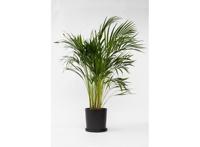 XL Areca Goudpalm - 90-100 cm