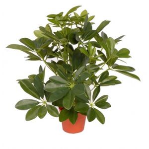 Groene Schefflera/baby struik kunstplant 55 cm voor binnen   -