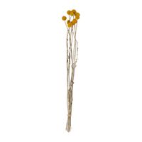 Droogbloem - Craspedia geel - 40-50 cm