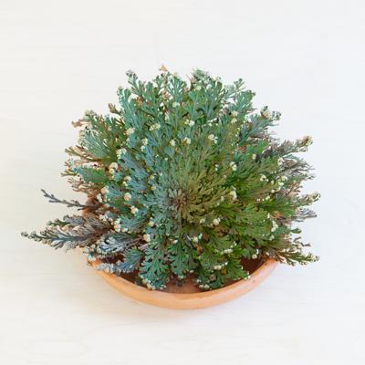 plantje.nl Bijzondere planten,Woonkamer,Plant cadeau,Kamerplanten Roos van Jericho Droog,Balvormig Kan volledig uitdrogen,Opstandingsbloem,Geen
