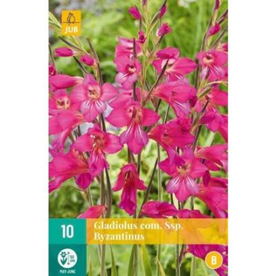 Gladiolus com ssp. Byzantinus - Jub