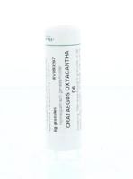 Homeoden Heel Crataegus oxyacantha D6 6 Gram