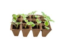 Turfpottrays H5x4x4cm set a 6 trays van 12 stuks - Nature