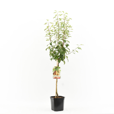 Perenboom Pyrus communis Triomph de Vienne