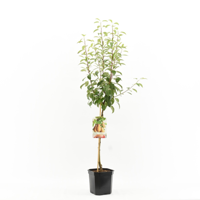 Perenboom Pyrus communis Triomph de Vienne