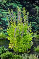 Waterlobelia / Lobelia siphilitica