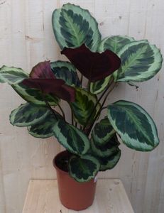 Calathea Medaillon Pauwenplant donkergroen groot blad 60 cm - Warentuin Natuurlijk
