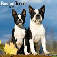 Boston Terrier Kalender 2026