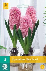 Hyacinthus Pink Pearl - Hyacint voor kamercultuur