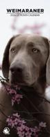 Weimaraner Slimline Kalender 2026