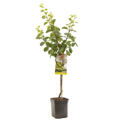 Pruimenboom Prunus Reine Claude d'Oullins