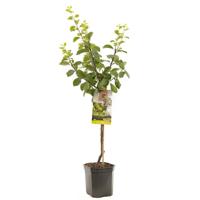Pruimenboom Prunus Reine Claude d'Oullins