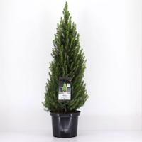 Picea glauca perfecta 60-70 cm - Warentuin natuurlijk Picea glauca perfecta 60-70 cm - Warentuin natuurlijk