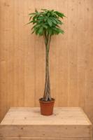 Geldboom Pachira Aquatica potmaat 26 cm H140-160 cm kamerplant Warentuin Natuurlijk - Warentuin natuurlijk