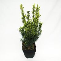 Taxus (Taxus media "Hillii") conifeer - thumbnail