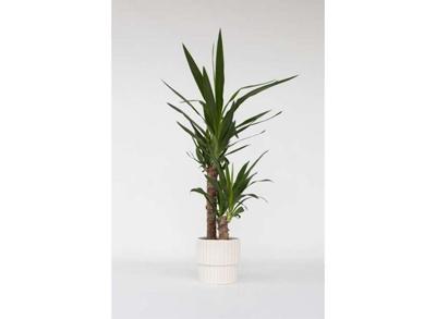 Yucca Olifantspoot