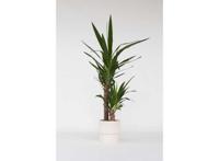 Yucca Olifantspoot